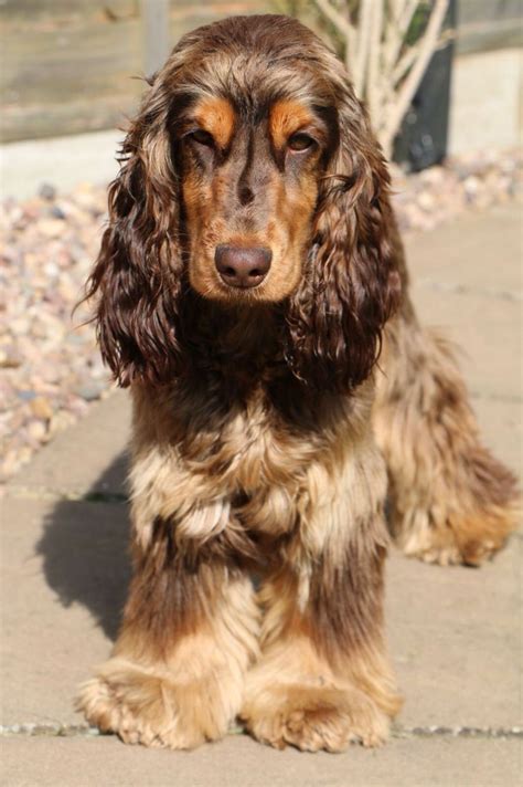 brown and tan cocker spaniel.